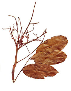 Andira coriacea Red Cabbage Bark Tree